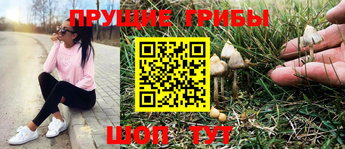 Галлюциногенные грибы Psilocybe Тихвин